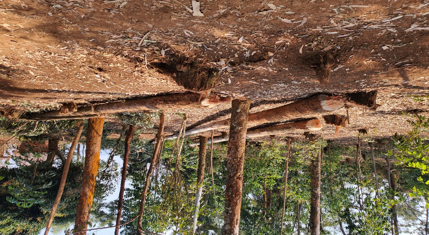 Étude sur la déforestation et protection des forêts