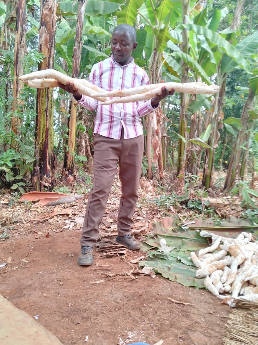Amélioration de la culture du manioc