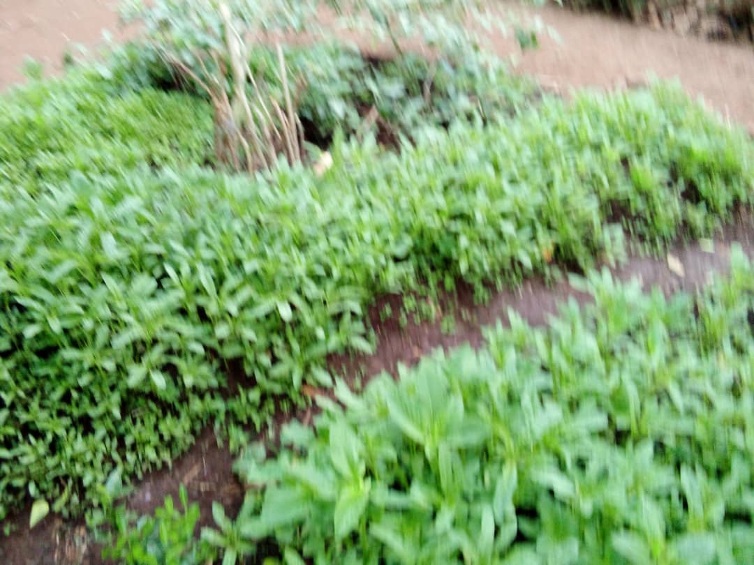 Jardins potagers familiaux et sécurité alimentaire